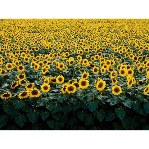 Sunflowers in a Wisconsin Field White Modern Wood Framed Art Print by Highsmith, Carol