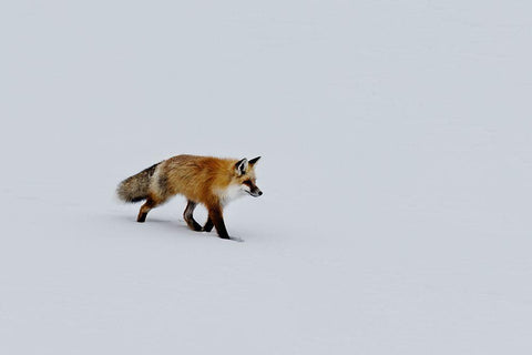 A red fox prowls for voles Black Ornate Wood Framed Art Print with Double Matting by Highsmith, Carol