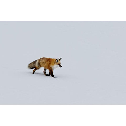 A red fox prowls for voles White Modern Wood Framed Art Print by Highsmith, Carol