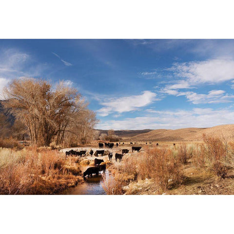 Cattle grazing in a meadow-Bishop-Mono County-California Gold Ornate Wood Framed Art Print with Double Matting by Highsmith, Carol