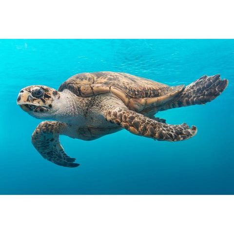 A Turtle at the Texas State Aquarium in Corpus Christi Gold Ornate Wood Framed Art Print with Double Matting by Highsmith, Carol