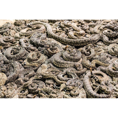 The Worlds Largest Rattlesnake Roundup in Sweetwater-Texas Gold Ornate Wood Framed Art Print with Double Matting by Highsmith, Carol