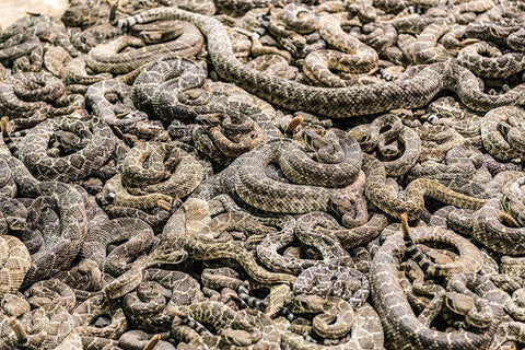 The Worlds Largest Rattlesnake Roundup in Sweetwater-Texas White Modern Wood Framed Art Print with Double Matting by Highsmith, Carol