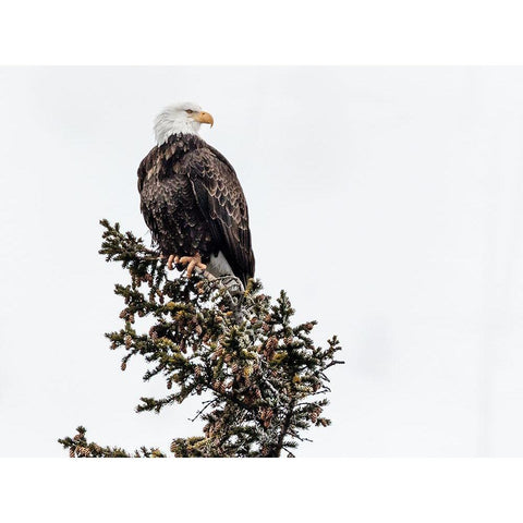 A Young Bald Eagle-Yellowstone National Park-Wyoming Gold Ornate Wood Framed Art Print with Double Matting by Highsmith, Carol