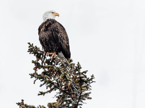 A Young Bald Eagle-Yellowstone National Park-Wyoming White Modern Wood Framed Art Print with Double Matting by Highsmith, Carol