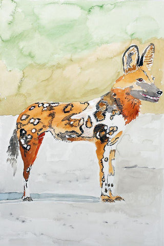 African Wild Dog White Modern Wood Framed Art Print with Double Matting by Derr, Wynn