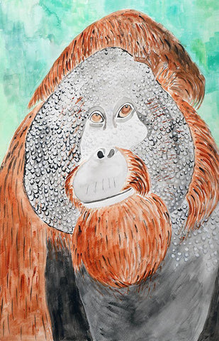 Bornean Orangutan White Modern Wood Framed Art Print with Double Matting by Derr, Wynn