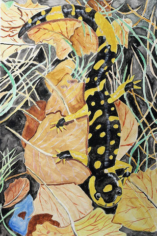 California Tiger Salamander White Modern Wood Framed Art Print with Double Matting by Derr, Wynn