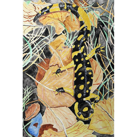 California Tiger Salamander Black Modern Wood Framed Art Print with Double Matting by Derr, Wynn