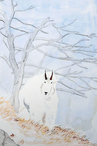 Mountain Goat White Modern Wood Framed Art Print with Double Matting by Derr, Wynn