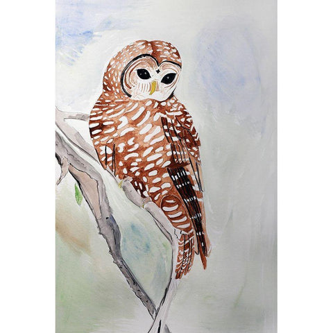 Northern Spotted Owl Black Modern Wood Framed Art Print with Double Matting by Derr, Wynn