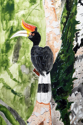 Rhinoceros Hornbill Black Ornate Wood Framed Art Print with Double Matting by Derr, Wynn