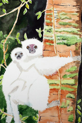 Silky Sifaka Duo White Modern Wood Framed Art Print with Double Matting by Derr, Wynn