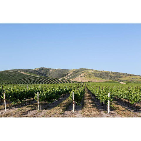 California Vineyards Black Modern Wood Framed Art Print with Double Matting by Highsmith, Carol