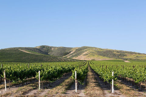 California Vineyards White Modern Wood Framed Art Print with Double Matting by Highsmith, Carol