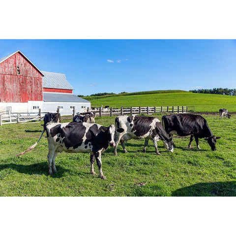 Holstein Dairy Cows at a Farm Gold Ornate Wood Framed Art Print with Double Matting by Highsmith, Carol