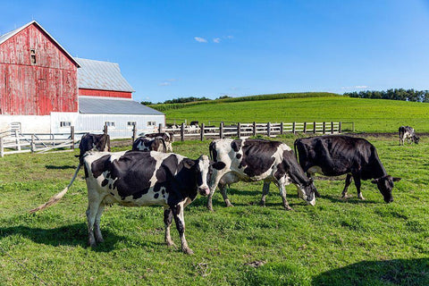 Holstein Dairy Cows at a Farm White Modern Wood Framed Art Print with Double Matting by Highsmith, Carol