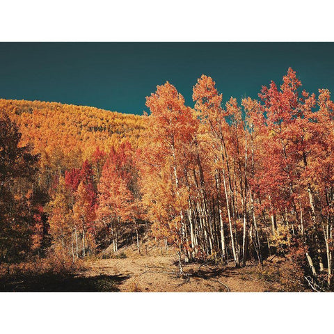 Fall Aspens in San Juan County-Colorado Black Modern Wood Framed Art Print with Double Matting by Highsmith, Carol