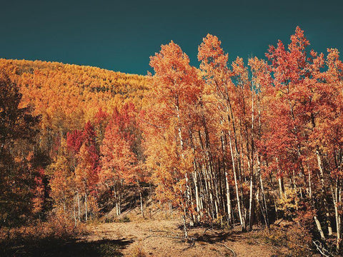 Fall Aspens in San Juan County-Colorado Black Ornate Wood Framed Art Print with Double Matting by Highsmith, Carol