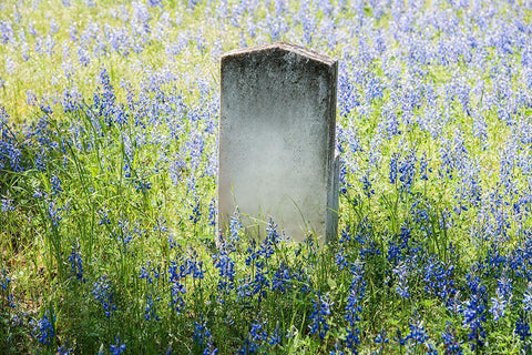 Headstone in Field of Flowers White Modern Wood Framed Art Print with Double Matting by Highsmith, Carol