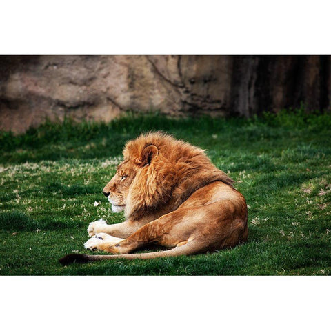 Lions at the Montgomery Zoo in Oak Park-Alabama Black Modern Wood Framed Art Print with Double Matting by Highsmith, Carol