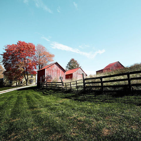 Grouping of small barns in Monroe County Gold Ornate Wood Framed Art Print with Double Matting by Highsmith, Carol