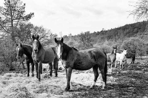 Curious Horses Red River County near Detroit-Texas White Modern Wood Framed Art Print with Double Matting by Highsmith, Carol