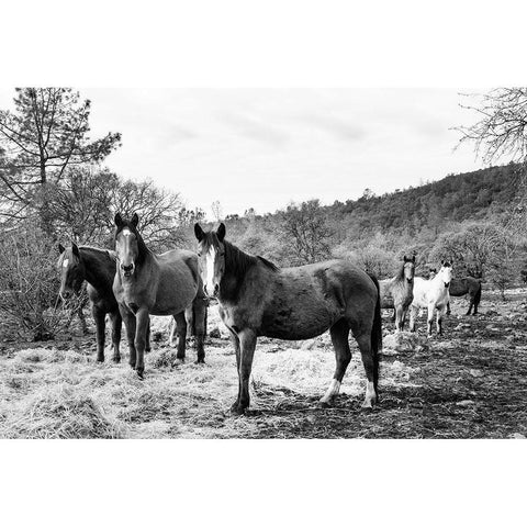 Curious Horses Red River County near Detroit-Texas Gold Ornate Wood Framed Art Print with Double Matting by Highsmith, Carol