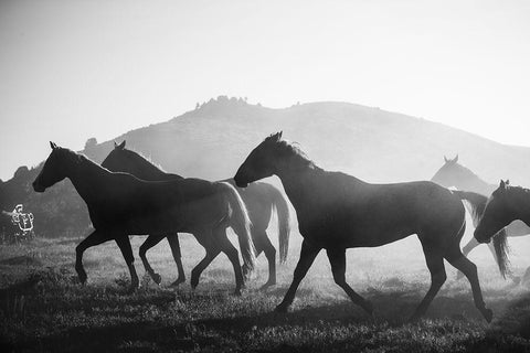 Horses head for the Corral-Riverside-Wyoming White Modern Wood Framed Art Print with Double Matting by Highsmith, Carol