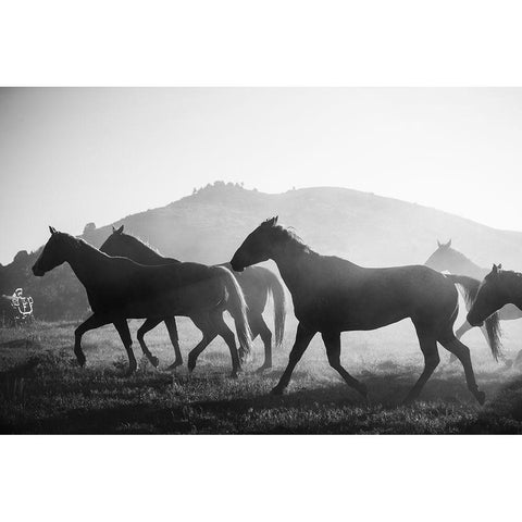 Horses head for the Corral-Riverside-Wyoming White Modern Wood Framed Art Print by Highsmith, Carol