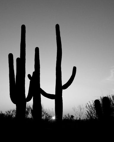 Saguaro Cactus near Tucson-Arizona Black Ornate Wood Framed Art Print with Double Matting by Highsmith, Carol