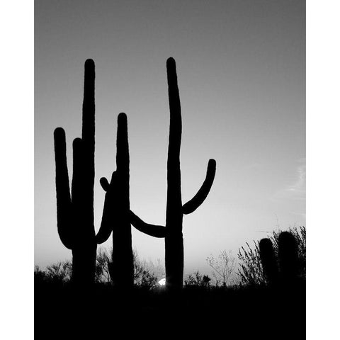 Saguaro Cactus near Tucson-Arizona Gold Ornate Wood Framed Art Print with Double Matting by Highsmith, Carol