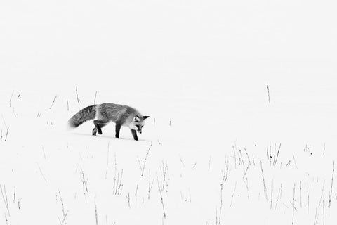 Red Fox-Yellowstone National Park Wyoming White Modern Wood Framed Art Print with Double Matting by Highsmith, Carol