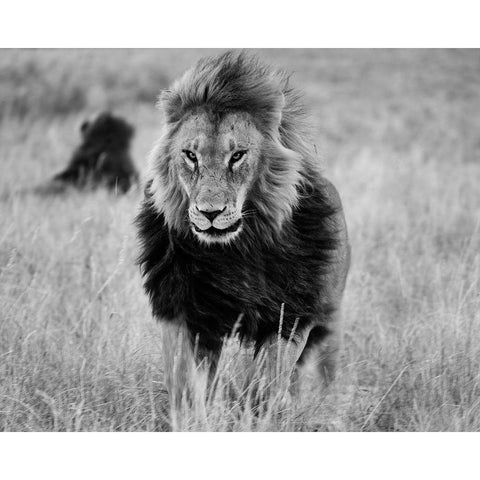 Lions in the Grass Black Modern Wood Framed Art Print by Highsmith, Carol