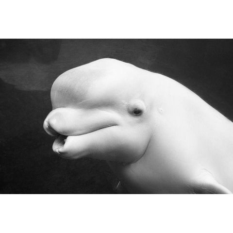 Beluga Whale Black Modern Wood Framed Art Print with Double Matting by Highsmith, Carol