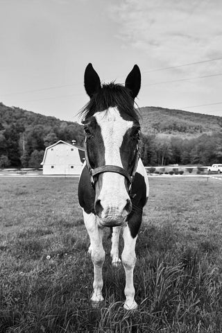 Painted Horse Black Ornate Wood Framed Art Print with Double Matting by Highsmith, Carol