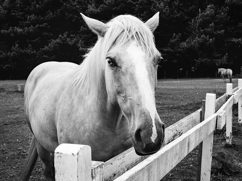 Horse in Orick-California Black Ornate Wood Framed Art Print with Double Matting by Highsmith, Carol