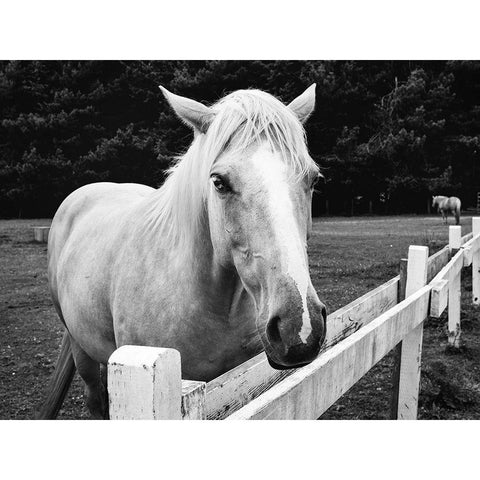 Horse in Orick-California White Modern Wood Framed Art Print by Highsmith, Carol