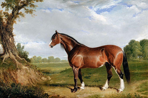 A Clydesdale Stallion White Modern Wood Framed Art Print with Double Matting by Herring, John Frederick