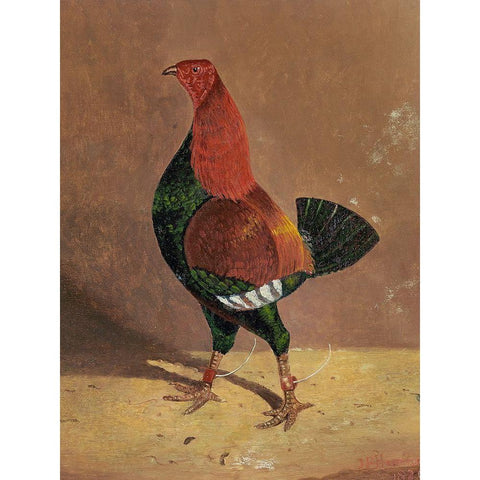 Fighting Cocks-a Dark-Breasted Fighting Cock-Facing Left Black Modern Wood Framed Art Print with Double Matting by Herring, John Frederick