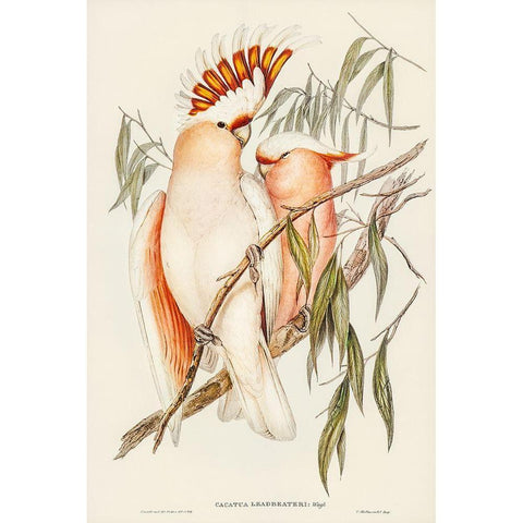 Leadbeaters Cockatoo-Cacatua Leadbeaterii Gold Ornate Wood Framed Art Print with Double Matting by Gould, John