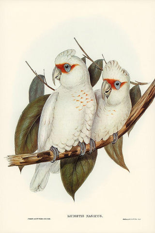 Long-billed Cockatoo-Licmetis nasicus White Modern Wood Framed Art Print with Double Matting by Gould, John