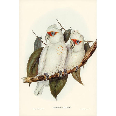 Long-billed Cockatoo-Licmetis nasicus White Modern Wood Framed Art Print by Gould, John