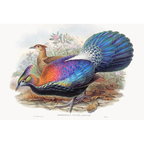 Lophophorus LHuysi Gold Ornate Wood Framed Art Print with Double Matting by Gould, John