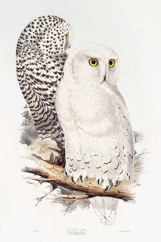 Snowy Owl White Modern Wood Framed Art Print with Double Matting by Gould, John