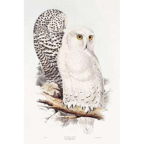 Snowy Owl Black Modern Wood Framed Art Print with Double Matting by Gould, John