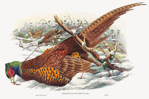 Phasianus colchicus-Ring-necked Pheasant White Modern Wood Framed Art Print with Double Matting by Gould, John