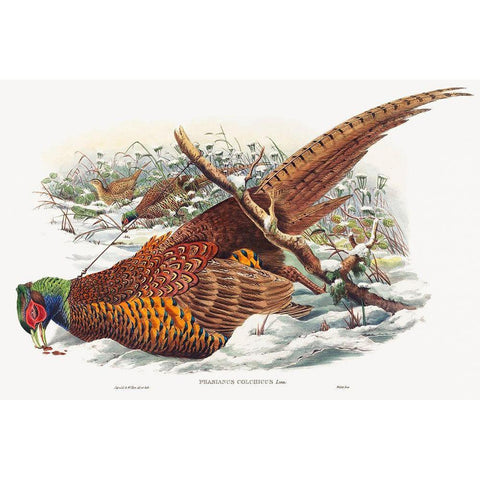 Phasianus colchicus-Ring-necked Pheasant Black Modern Wood Framed Art Print with Double Matting by Gould, John