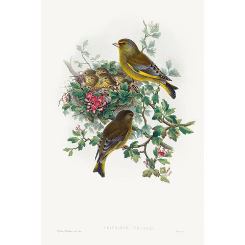 Ligurinus chloris-Greenfinch White Modern Wood Framed Art Print by Gould, John