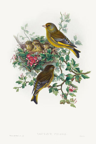 Ligurinus chloris-Greenfinch Black Ornate Wood Framed Art Print with Double Matting by Gould, John